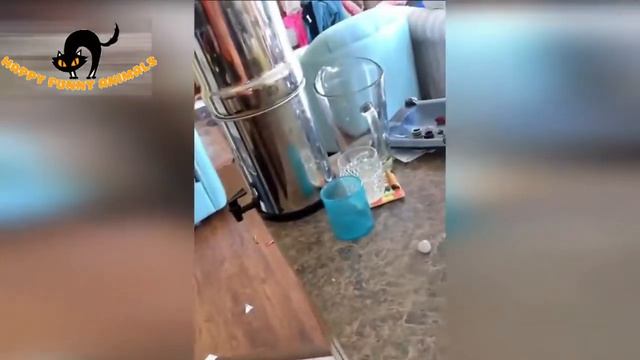 СМЕШНЫЕ ЖИВОТНЫЕ - КОТЫ, СОБАКИ И ДРУГИЕ смотреть онлайн