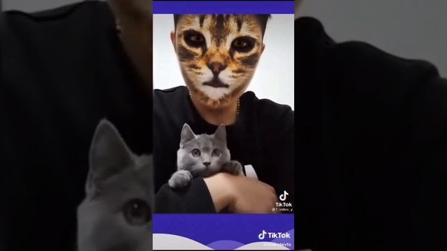 Бедные кошки для нас смех для их стресс. смотреть онлайн