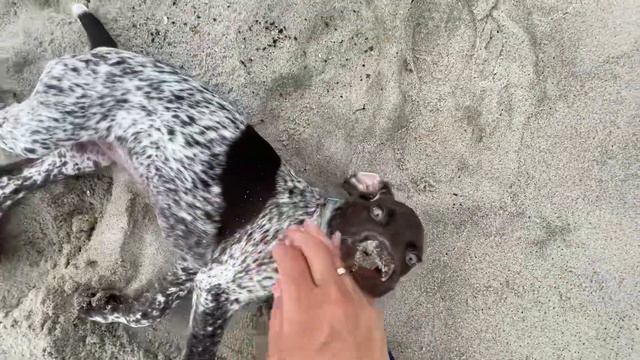 Учим команду ,, идём,, курцхаар Жастин. смотреть онлайн