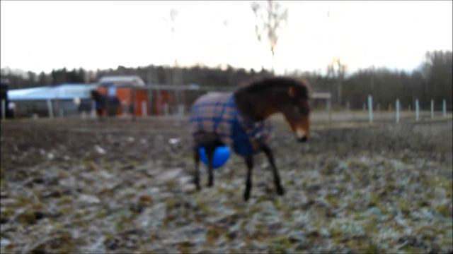 Curre och Cabbe Leker med bollen 2011-12-11 musik.wmv смотреть онлайн