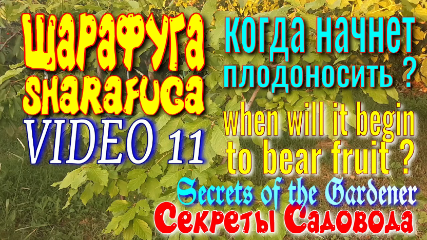 Шарафуга VIDEO 11 CHARAFUGA. Когда начнёт Плодоносить? Секреты Садовода. смотреть онлайн