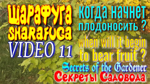 Шарафуга VIDEO 11 CHARAFUGA. Когда начнёт Плодоносить? Секреты Садовода.