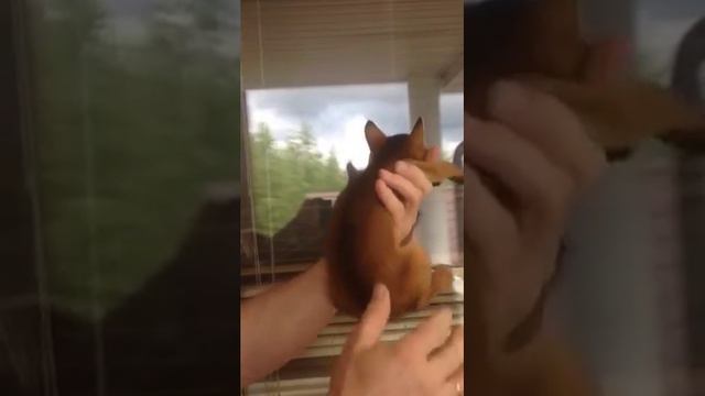 Котята дикого окраса смотреть онлайн