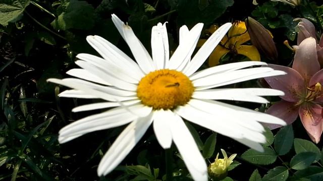 Цветы на нашей даче. Лето 2016. смотреть онлайн