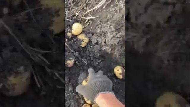 Отличный урожайный сорт картофеля Аризона на полях компании МАГ смотреть онлайн