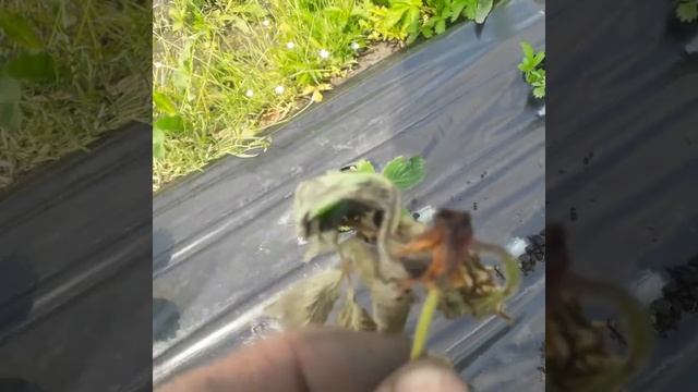 Повреждение корневой системы клубники ( земляники) проволочником. Клубника погибает. смотреть онлайн