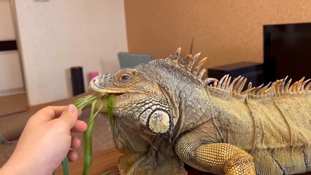 Panther Luna meets a live dragon😱🐆/Venza brought a new friend to visit смотреть онлайн