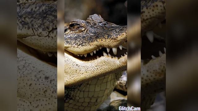 Я крокодил, крокожу, и буду крокодить