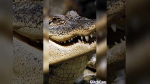 Я крокодил, крокожу, и буду крокодить