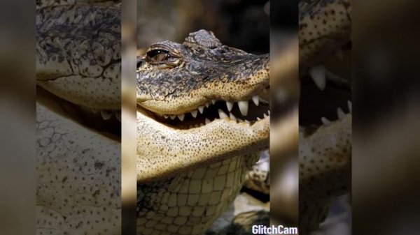 Я крокодил, крокожу, и буду крокодить