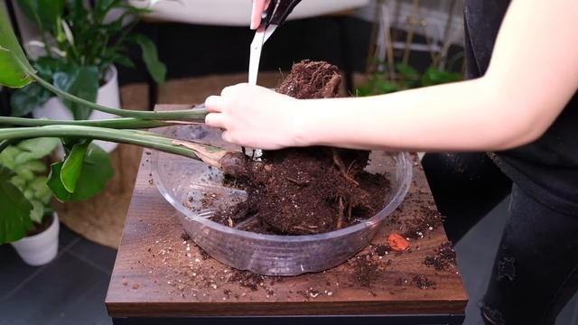 Bird of Paradise (Strelitzia Reginae) Care And Growing Guide - Plant Mom Care смотреть онлайн