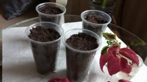 Как посадить черенки КОЛЕУСА? Какой грунт?