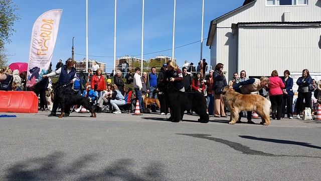 09.05.2023, СПб. Клуб "Беар-Лайк-2". Выставка собак CAC 2 группы FCI смотреть онлайн