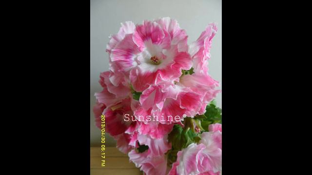 Regal Pelargonium Prima Vera 2 (2013) 리갈 프리마베라