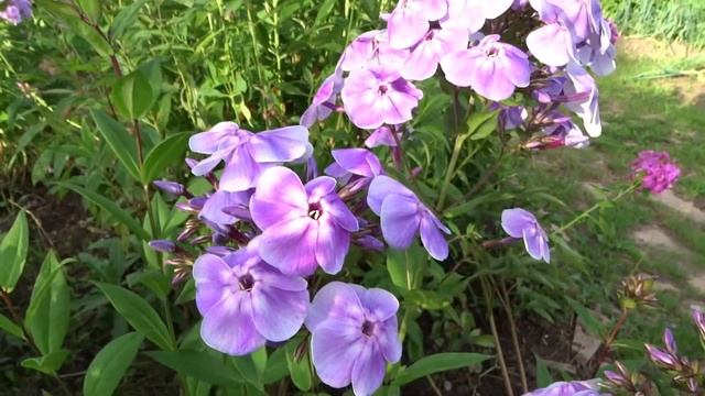 Флокс ВАСИЛЕК | обзор, описание, цветение, отзыв. смотреть онлайн