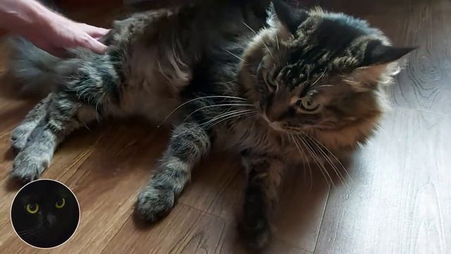 Как мы кота пылесосим / How we vacuum a cat смотреть онлайн