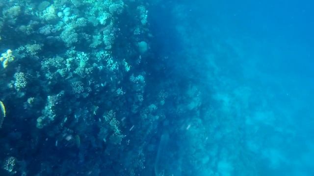 Мурены Красное море| Подводный мир Египет Хургада Arabia Azur смотреть онлайн