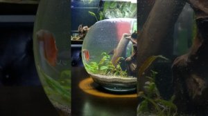 Запустил круглый аквариум 8 литров