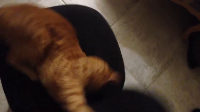 CatSpin 2: ":3" overload смотреть онлайн