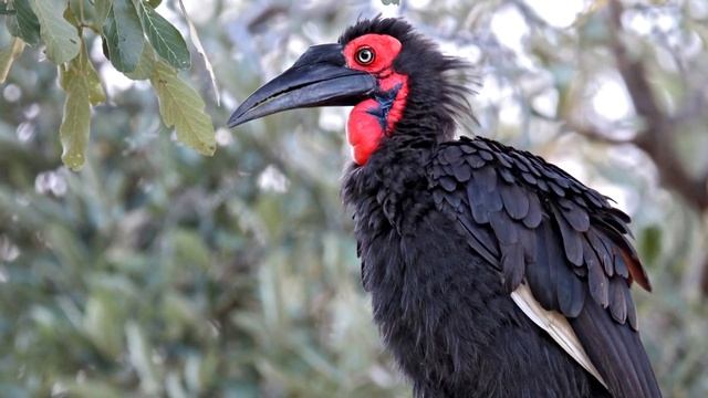 Рогатый ворон - интересные факты смотреть онлайн