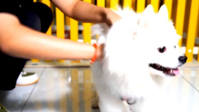 ✅ ТОП 4 Лучшие шлейки для собак с АлиЭкспресс [ 2023 Рейтинг ] Тактические жилеты для собак смотреть онлайн