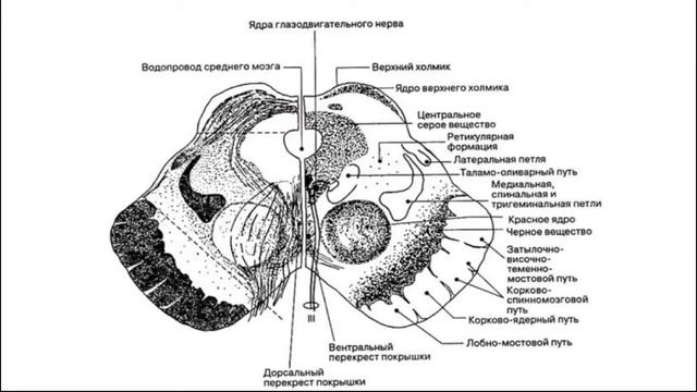 АНАТОМИЯ ЭКЗАМЕН #СРЕДНИЙ МОЗГ смотреть онлайн