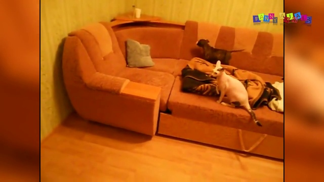 Смешное видео про собак и кошек. смотреть онлайн