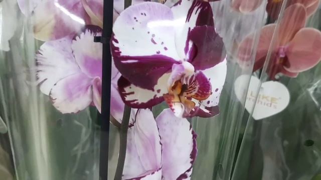 Спешим в с.ц.Агро-опт на новый завоз орхидей - есть шикарные сортовики.Нежданчик на море смотреть онлайн