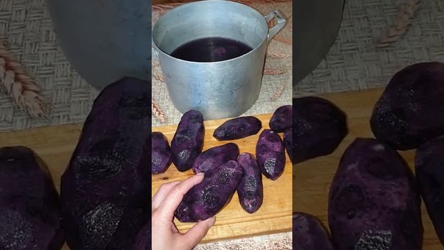 Фиолетовая картошка. Сорт Solanum rybini purple. Часть 1. смотреть онлайн