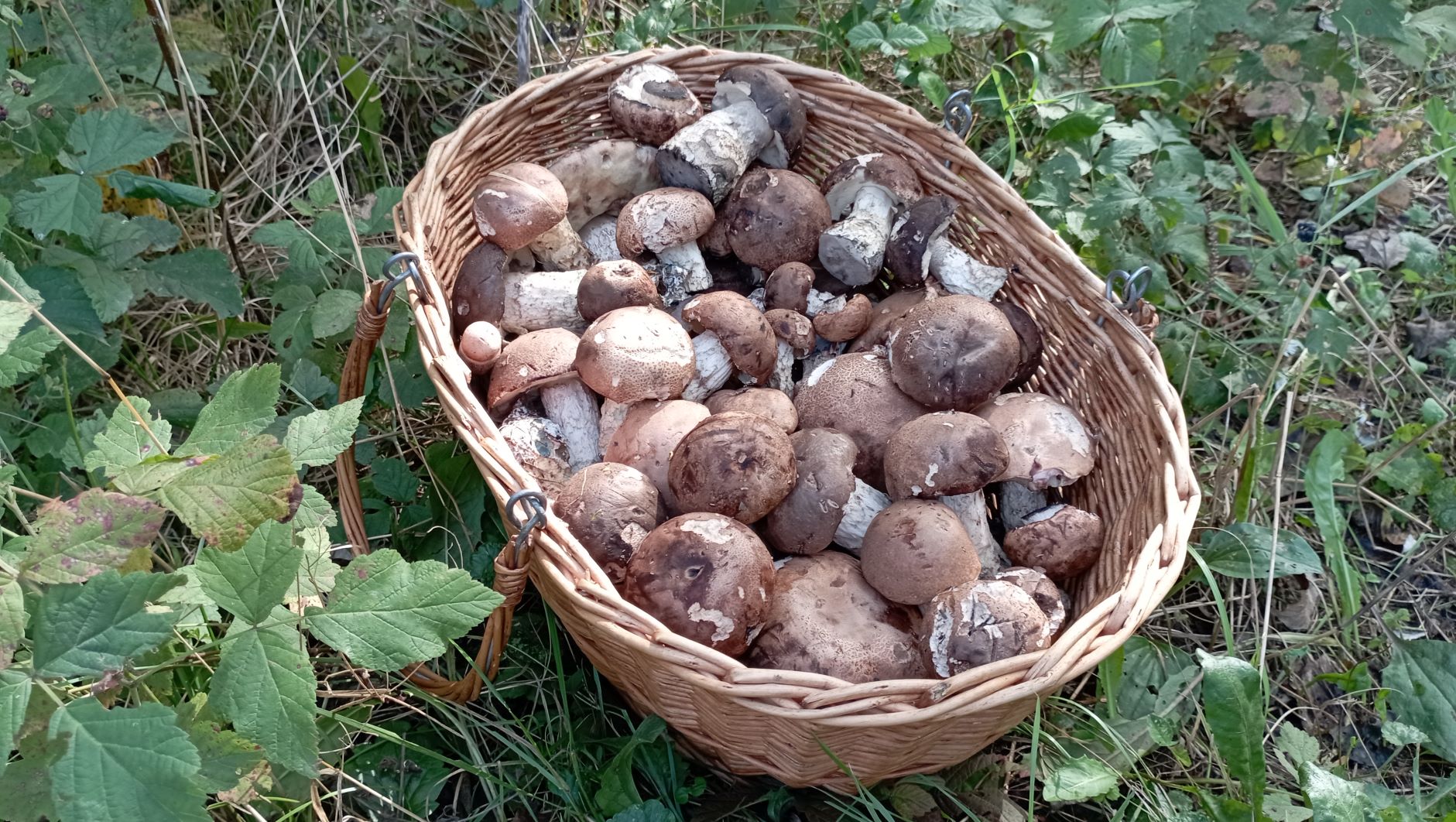 КОРЗИНА ПОДБЕРОВ в +37! По грибы 18 сентября 2022 года. смотреть онлайн