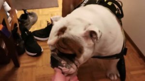 Английский бульдог шутит. English bulldog is joking!
