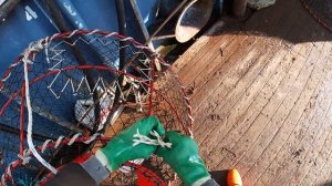 Промысел краба стригуна на японской шхуне / Выборка и постановка порядка