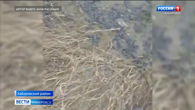 На место массовой гибели лягушек в Хабаровском районе отправились представители Минприроды края смотреть онлайн