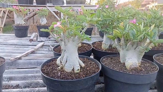Paket Induk Adenium pot 25cm (5 pohon + 1 bonus) 800k [085334360777] смотреть онлайн