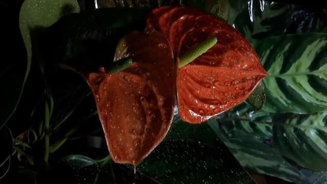Nature's anthurium flower videography with basic details. смотреть онлайн