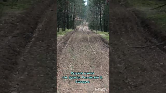 Русская гончая п.п Буря вл. Рынейский Валентин Беларусь смотреть онлайн