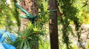 Сформируйте штамб лиственницы 3 метра высотой | Как сформировать штамб плакучей лиственницы в высот