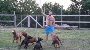 Питбули и волк тренируются на удочку !!! Занятия с питбулями/Пит спорт.