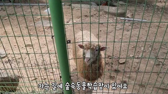 [SUB] 화명수목원 나들이 다녀왔어요? | We went on a trip to Hwamyeong Arboretum? смотреть онлайн