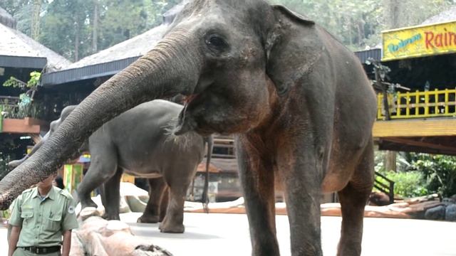 Holiday at Taman Safari Indonesia (Zoo) with Elephants смотреть онлайн