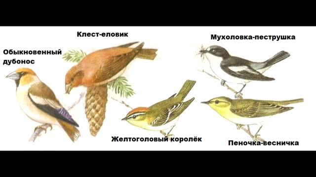 § 28.1 Разнообразие птиц. Систематические группы птиц. смотреть онлайн