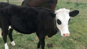 Ярославская порода коров особенности, содержание и уход | КРС | Молочные коровы | Ярославские коров