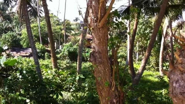 Пляж Мирисса. Шри-Ланка. Mirissa beach. смотреть онлайн