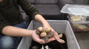 Улитки на канале улитки. Snail. Моя коллекция улиток мегасы.