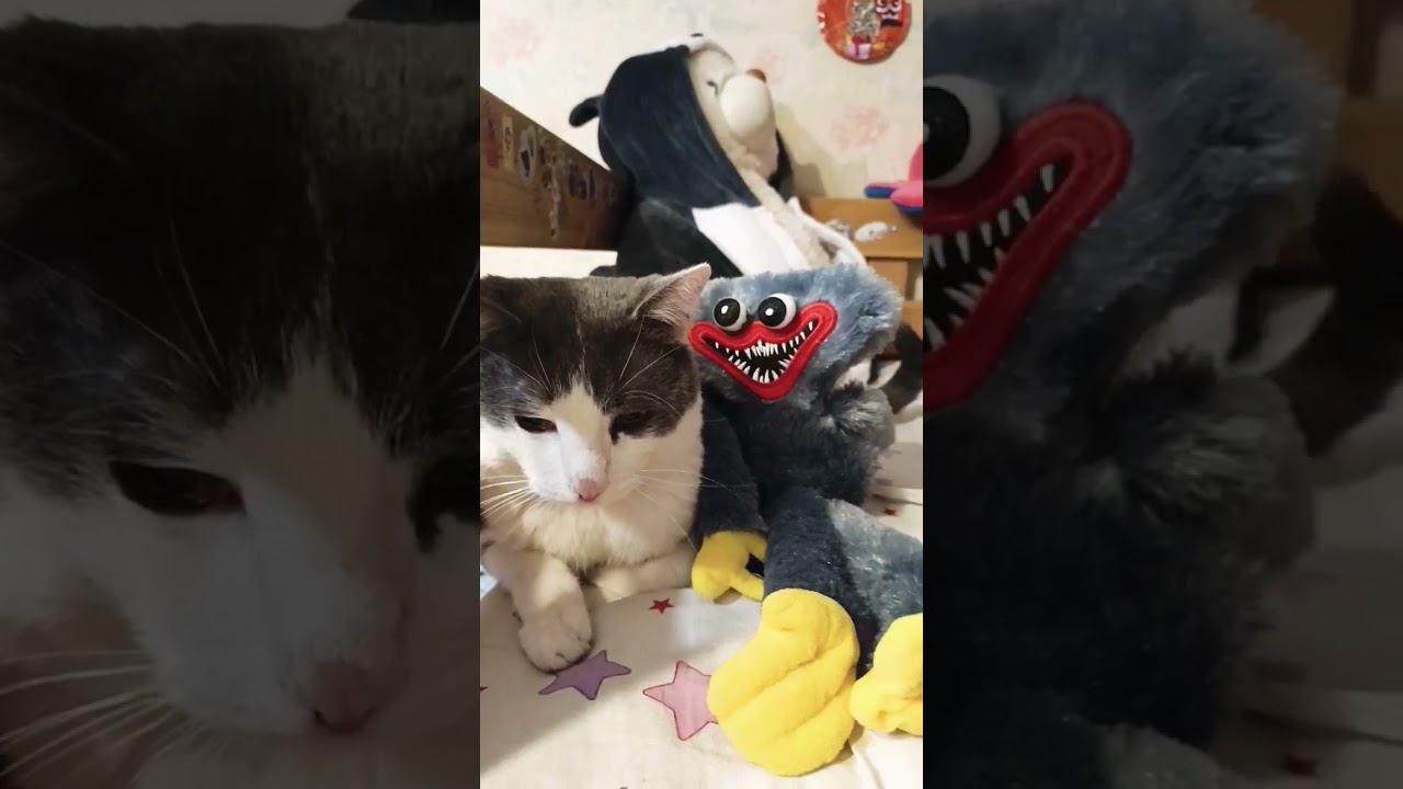 Серый друг, у серого Мурзика. #кот #мурзик #любовь #питомец #лайк #хагиваги #игра смотреть онлайн