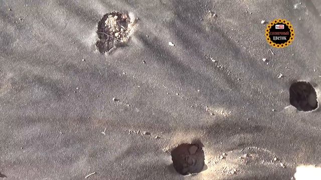 Сажаем клубнику под спанбонд. Садовая земляника. смотреть онлайн