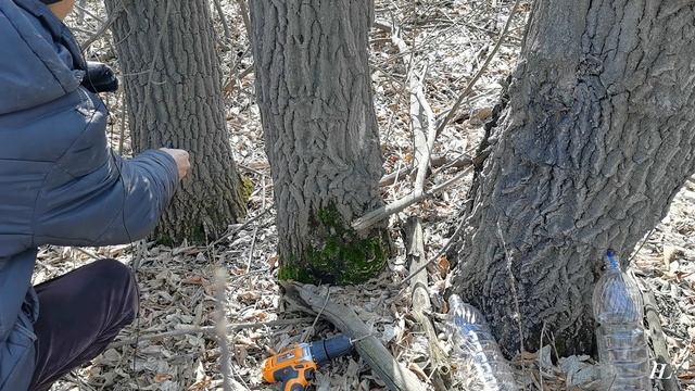 Самый бюджетный сбор кленового сока смотреть онлайн