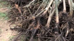 ПАВЛОВНИЯ–22, первый урожай