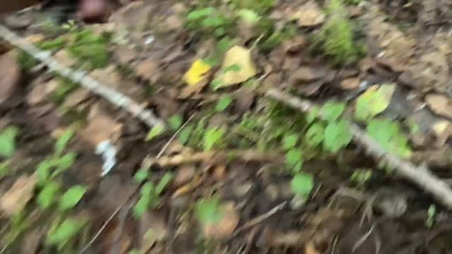 Купил грибы на рынке и расставил в лесу ради ЛАЙКОВ! смотреть онлайн