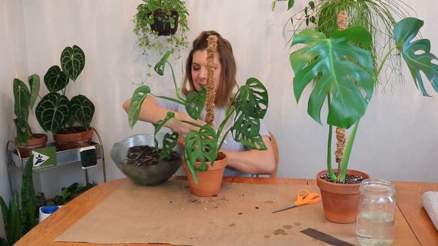 Potting Up Water Propagated Monstera Adansonii and Monstera Deliciosa Cuttings/ Installing Moss Pol смотреть онлайн